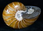 Beautiful Nautilus Fossil - Madagascar #12430-1
